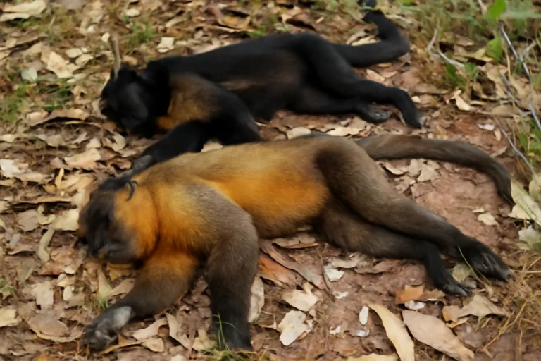 Macacos encontrados mortos no Noroeste de Minas testam positivo para febre amarela, Arinos e Buritis intensificam vigilância e vacinação
