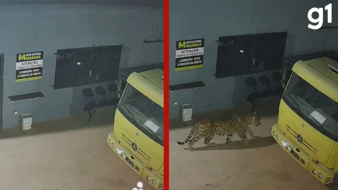 Funcionários em MT Faltam ao Trabalho Após Montagem de Onça com IA Viralizar