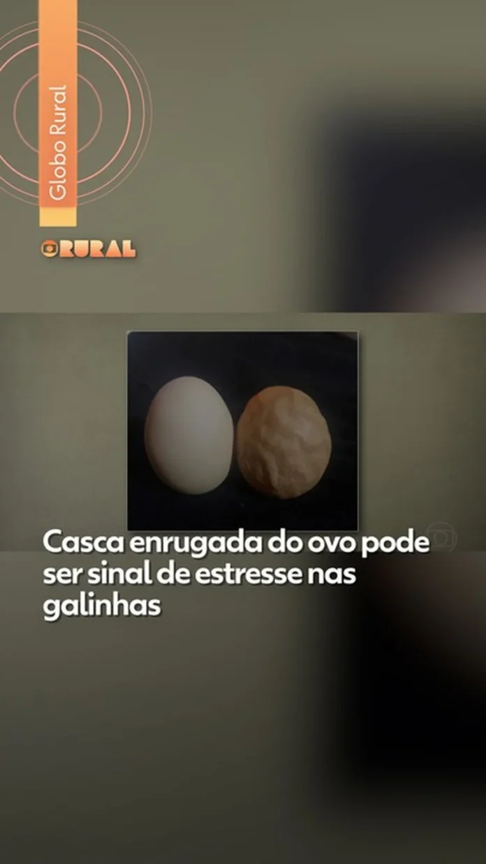 Ovos com casca enrugada: entenda o que isso revela sobre o estresse das galinhas