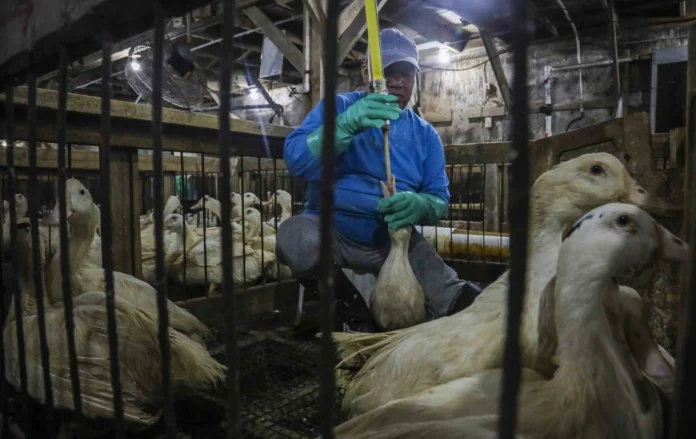 Foie Gras: Entenda a Produção e a Proibição no Brasil por Maus-Tratos