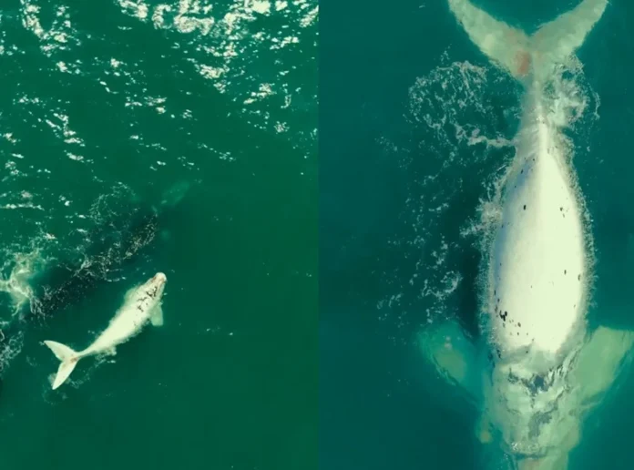 Filhote semialbino de baleia-franca é avistado em SC: raridade na costa brasileira
