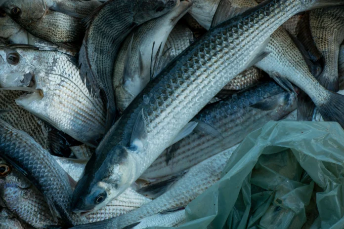 Tecnologia de 'impressão digital química' rastreia origem de peixes no Brasil