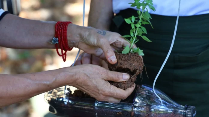 USP oferece guia gratuito para montar horta em casa e cultivar PANC