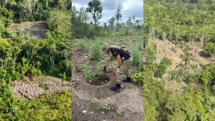 PF Erradica Mais de 300 Mil Pés de Maconha em Terra Indígena no Maranhão