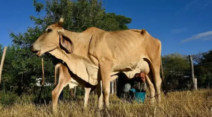 El Niño intensifica seca na América Central e leva milhões à fome e desespero